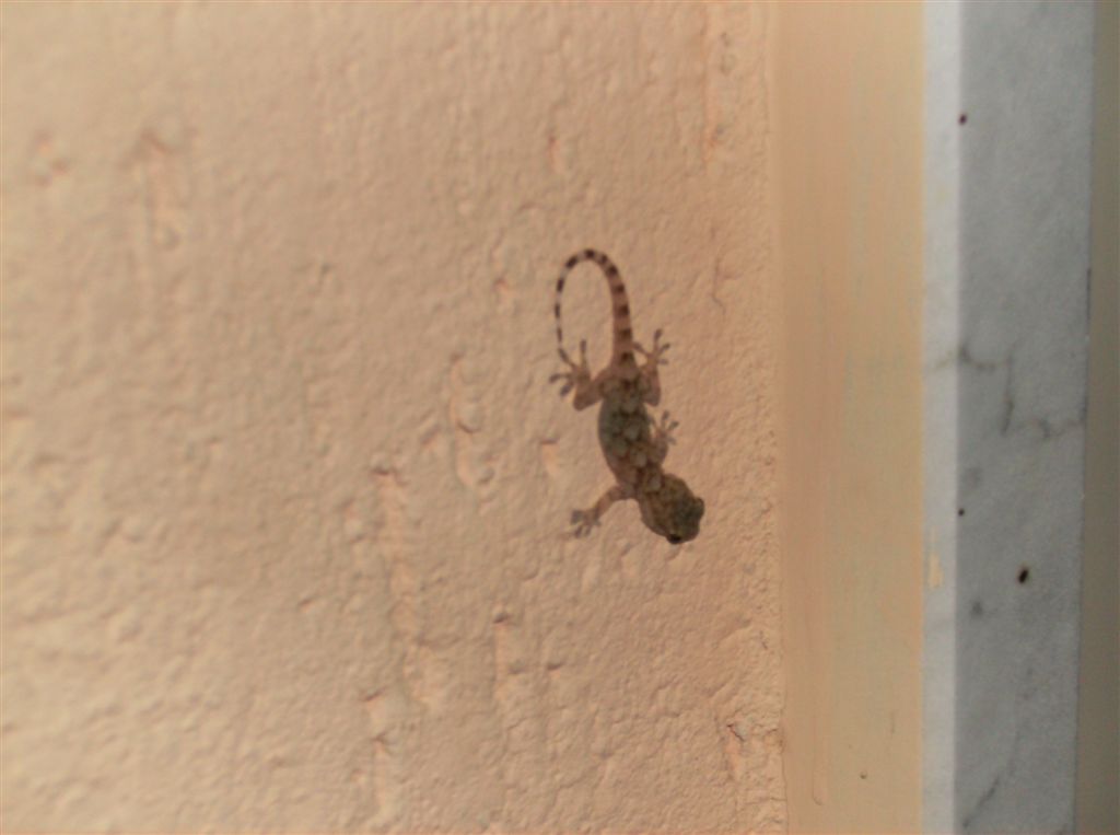 Hemidactylus turcicus??